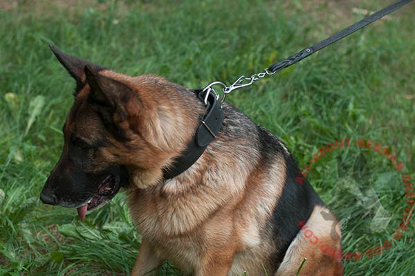 Leather dog collar for German Shepherd with rust-proof nickel plated fittings