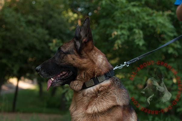 Leather German Shepherd collar with nickel plated buckle and D-ring Leather dog collar for German Shepherd with nickel plated buckle and D-ring