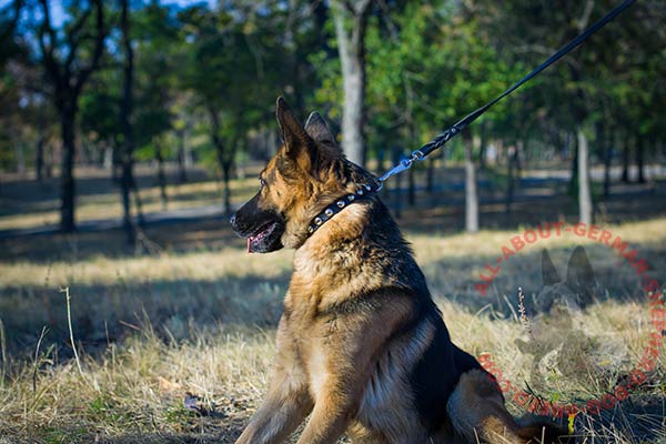 Amazing leather dog collar for German Shepherd with nickel plated half spheres