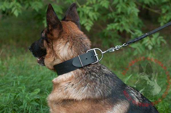 Leather dog collar for German Shepherd with rust-proof nickel plated hardware