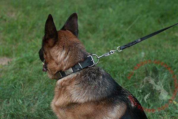 Leather dog collar for German Shepherd with nickel plated fittings