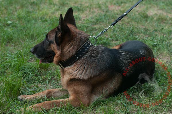 Walking leather dog collar for German Shepherd with nickel plated spikes