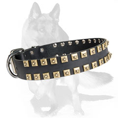 Excusively adorned leather dog collar with square studs