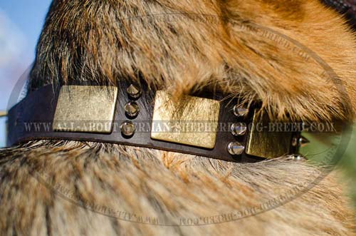 Exclusively decorated leather dog collar