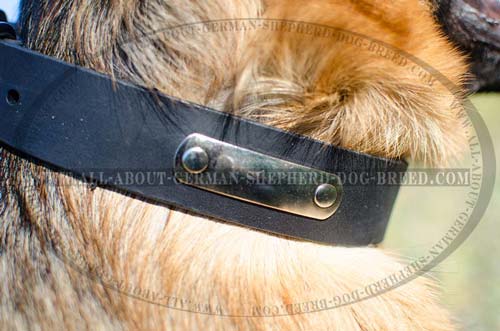 Leather dog collar for easy identification