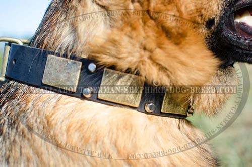 Walking leather dog collar with decorations