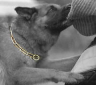 Curogan Fur Saver Dog Collar for German Shepherd 1 6 inch 4.0 mm German Shepherd Breed Dog harnesses Muzzles Collars Leashes 2024 BUY NOW