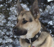 Fantastic Handmade Leather Dog Collar with Silver Conchos
