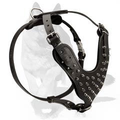 Beautiful Harness with Spikes