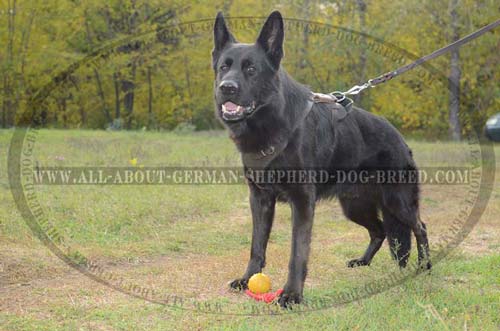 Comfortable and Safe Dog Harness