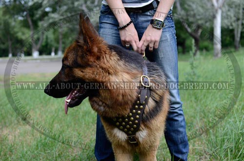 Exclusive Dog Harness for walk and training