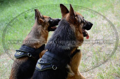 Ultra lightweight German Shepherd Dog Harness