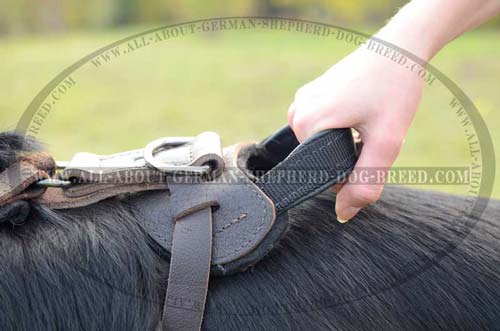 Exclusive Dog Harness for walk and training