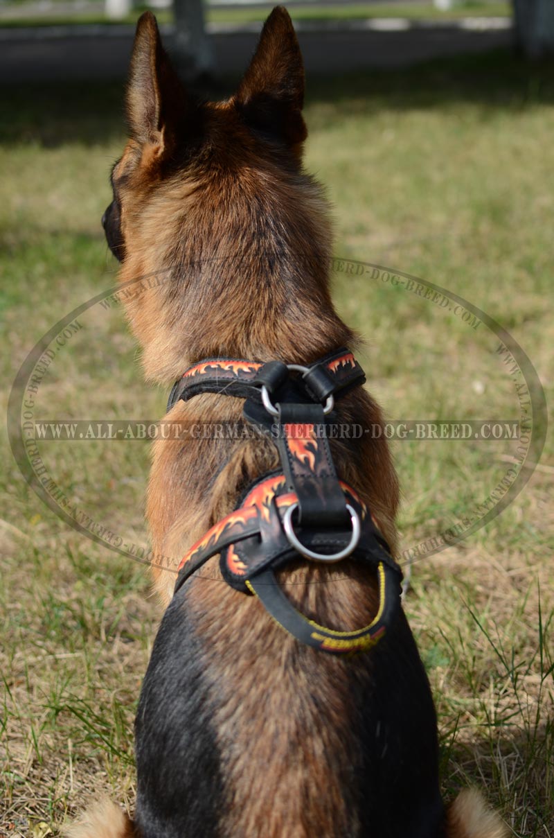 Handcrafted Leather Dog Harness For German Shepherds H1fl 1070 Safe German Shepherd Dog Harness With Padding
