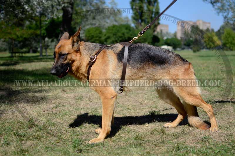 german shepherd belt price