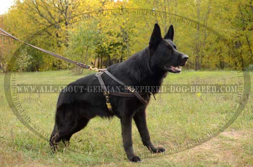 Comfortable heavy-duty Dog Harness