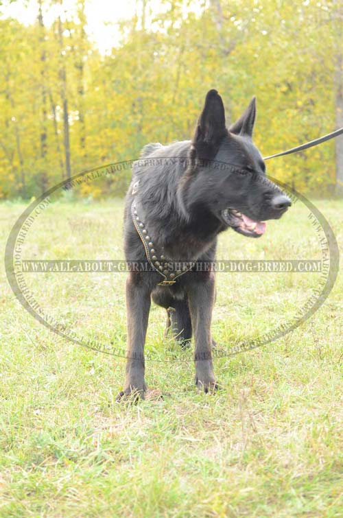 German Shepherd Dog Harness with decoration