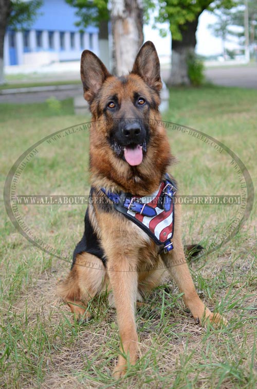 Exclusive  Dog Harness for obedience training