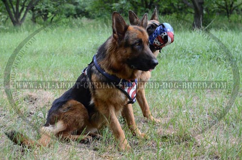 Heavy duty  Dog Harness for walks and training