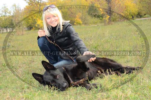 Perfect German Shepherd Dog Harness