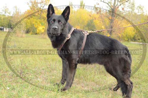 Super Comfortable Leather Dog Harness