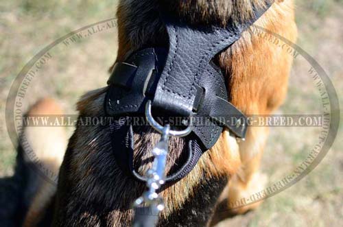 Exclusive Dog Harness for walk and training