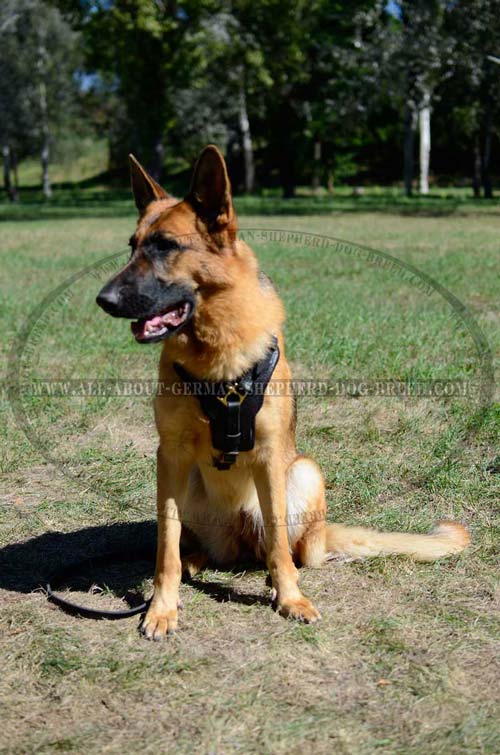 Perfect German Shepherd Dog Harness fully Padded