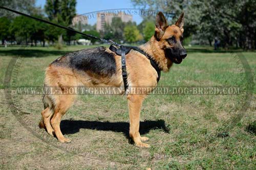 Dog Harness Padded inside