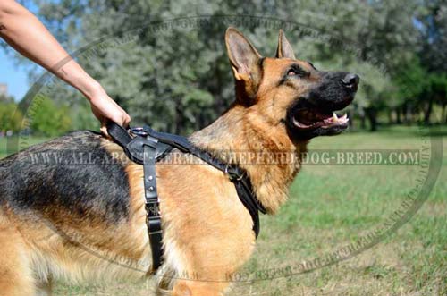 Comfortable Dog Harness for Obedience training