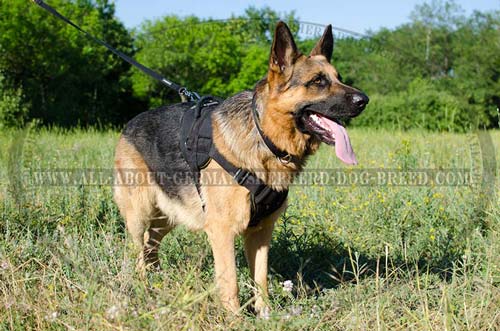All weather nylon harness for German Shepherd
