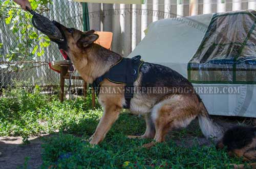 Reliable nylon harness for German Shepherd