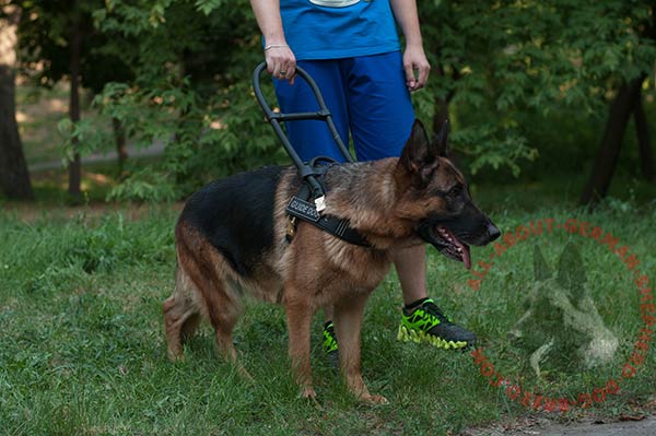 Elaborate design leather German Shepherd harness for service dogs
