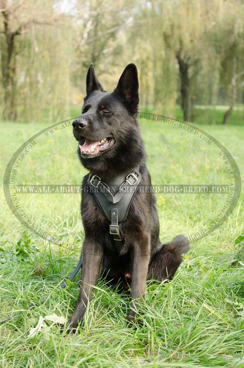German Shepherd Leather Harness for Everyday Walking