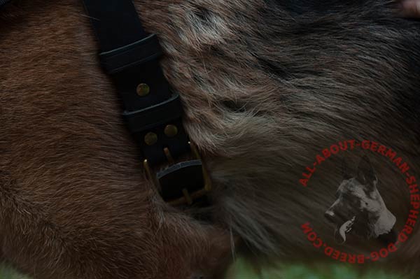 Leather canine harness for German Shepherd with brass plated hardware