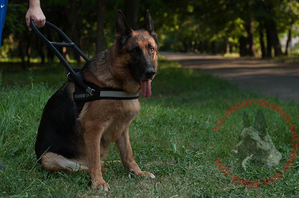 Well thought-out nylon German Shepherd harness with comfy handle