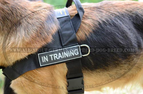 All weather nylon dog harness with reliable hardware