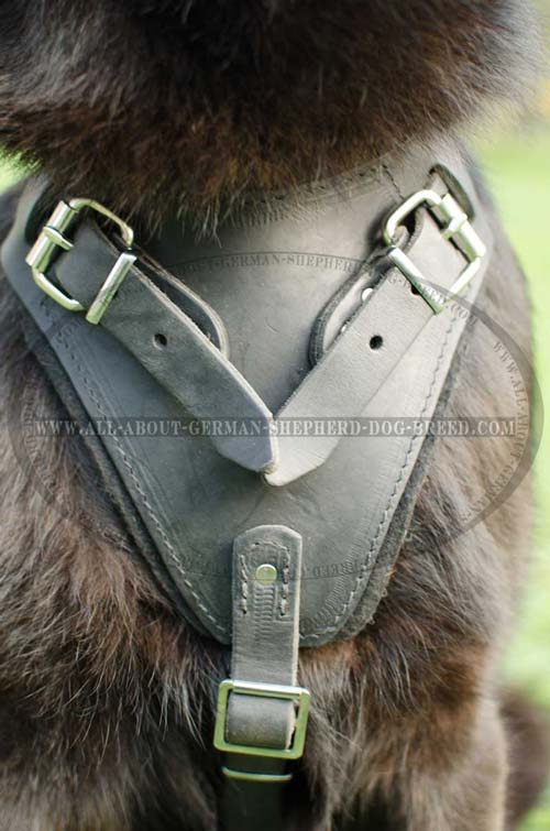 Padded on the chest agitation training leather dog harness