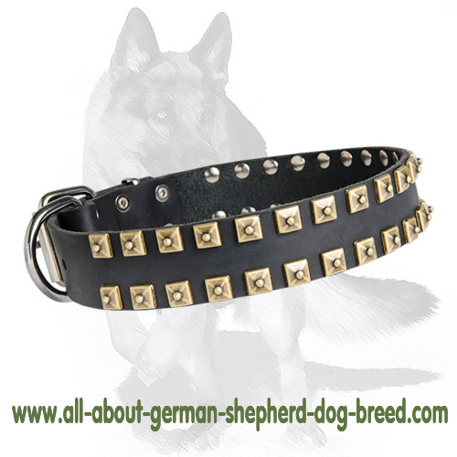 Exclusive Leather Collar with Golden-like Square Studs for German Shepherd
