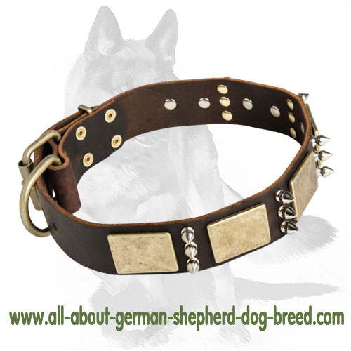 Genuine Leather Collar with Luxury Brass Plates and Nickel Spikes