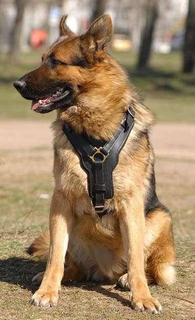 Exclusive Luxury Handcrafted Leather Dog 【Harness】 : German Shepherd Breed: Dog  harnesses, Muzzles, Collars, Leashes