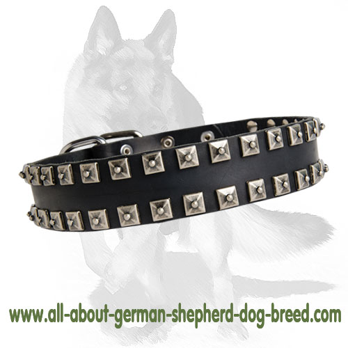 German Shepherd Leather Collar with Shiny Nickel Plates