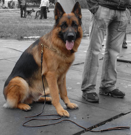 Handcrafted brown leather dog lead for training and walking