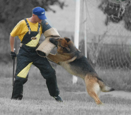 bite sleeve for schutzhund training