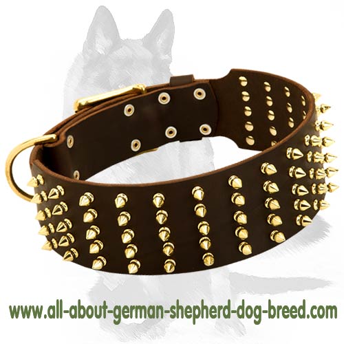 Stunning Dog Collar with five rows of Brass Spikes