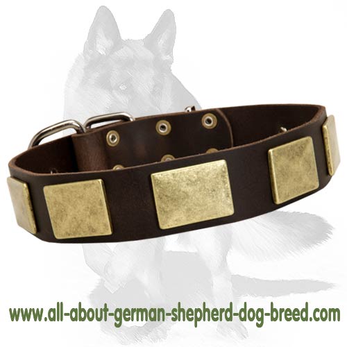 Handcrafted Leather Collar With Brass Plates for German Shepherd