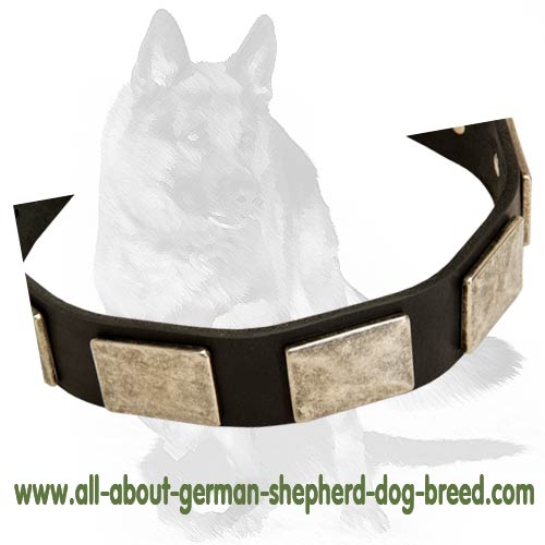 Incredibly beautiful Leather Dog Collar with Vintage Nickel Plates