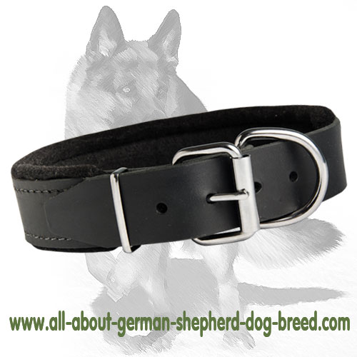 Padded Leather Collar for German Shepherd