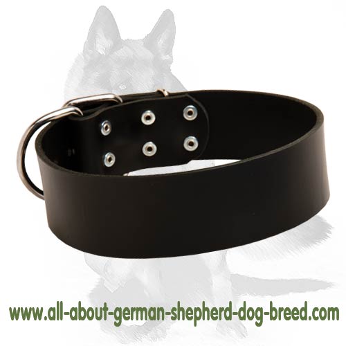 2 inch wide All Weather Leather Collar for German Shepherd