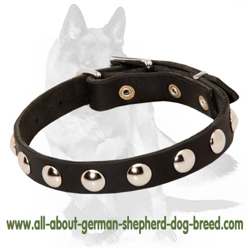 Daily German Shepherd Collar with Nickel studs - Click Image to Close
