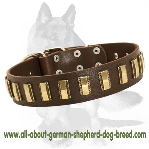 Gorgeous Leather Dog Collar with Vertical Brass Plates